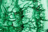 Flowery Polished Malachite Slab - D R Congo #379793-1